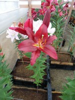 [4429 PO26 Sembre No02.JPG]